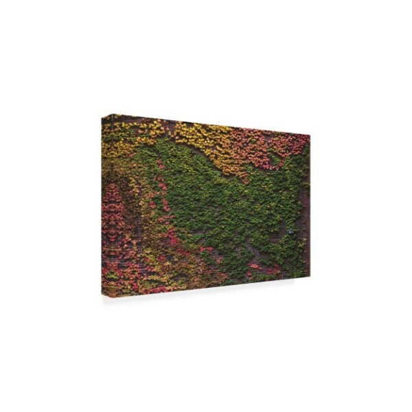 Kurt Shaffer Photographs 'Autumn Ivy' Canvas Art,12x19